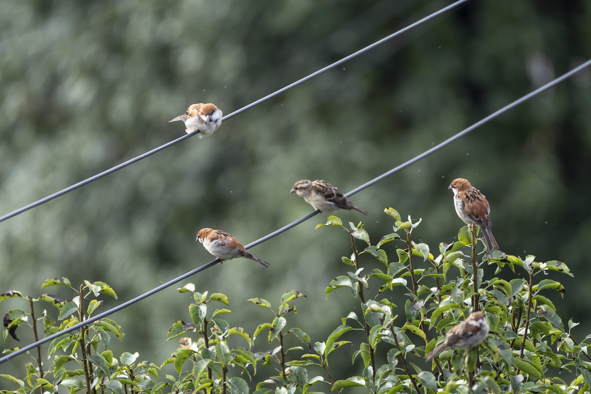 Russet Sparrow - ML641685954