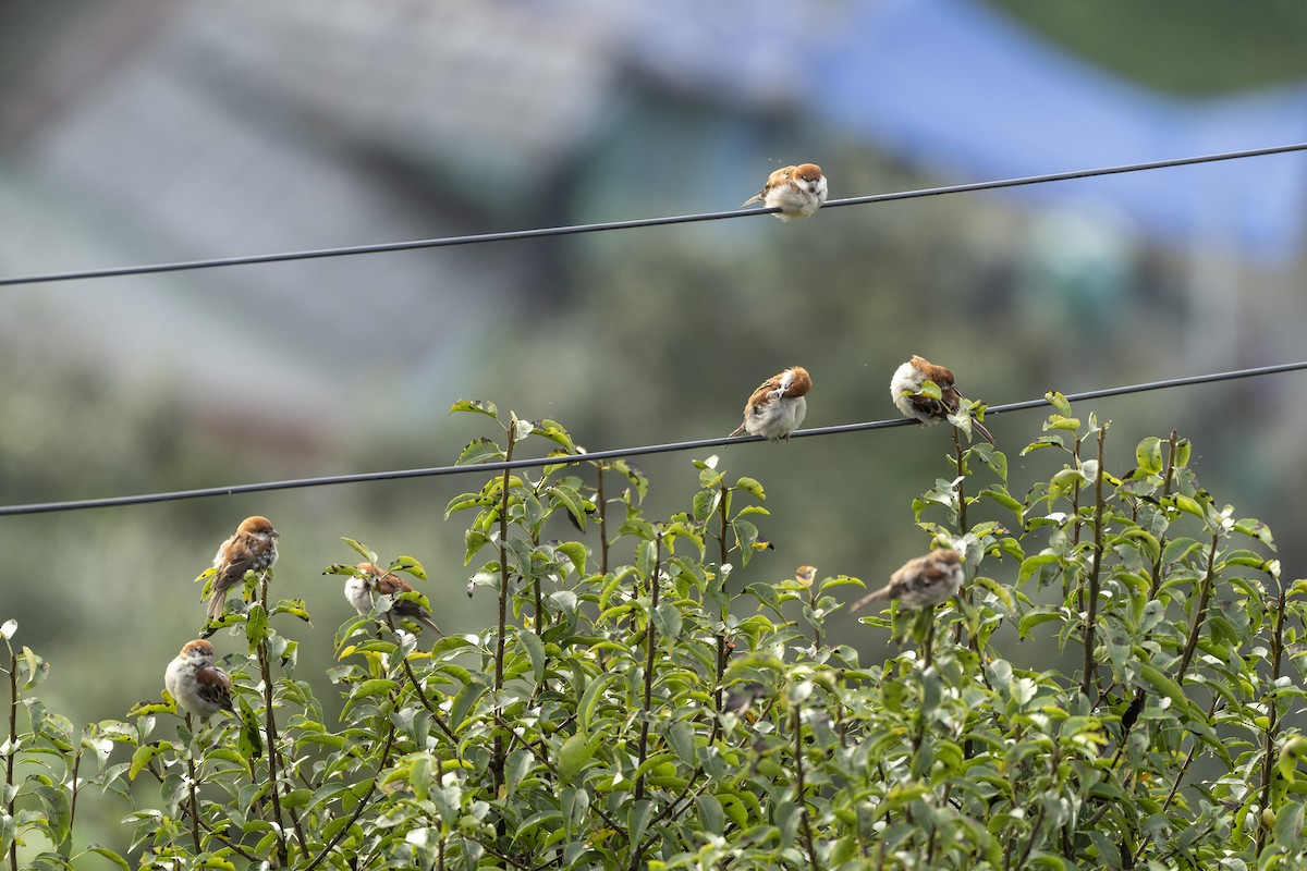 Russet Sparrow - ML641685955