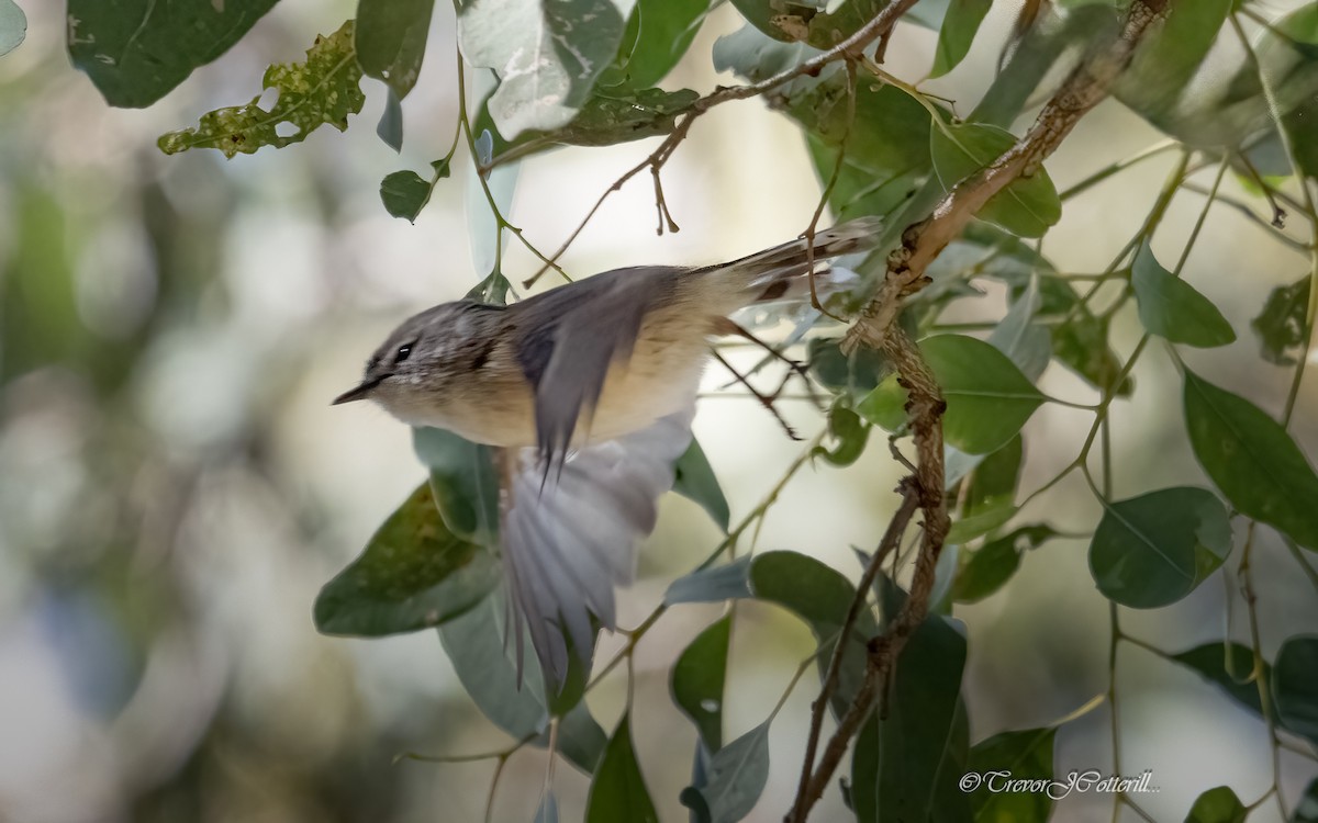Brown Gerygone - ML641685966