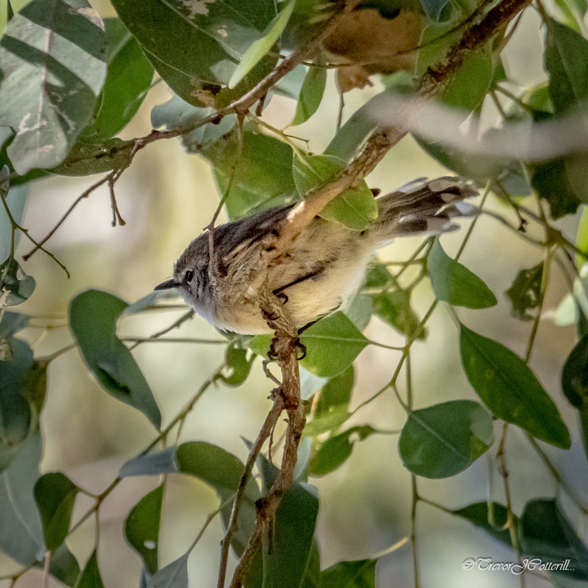 Brown Gerygone - ML641685967