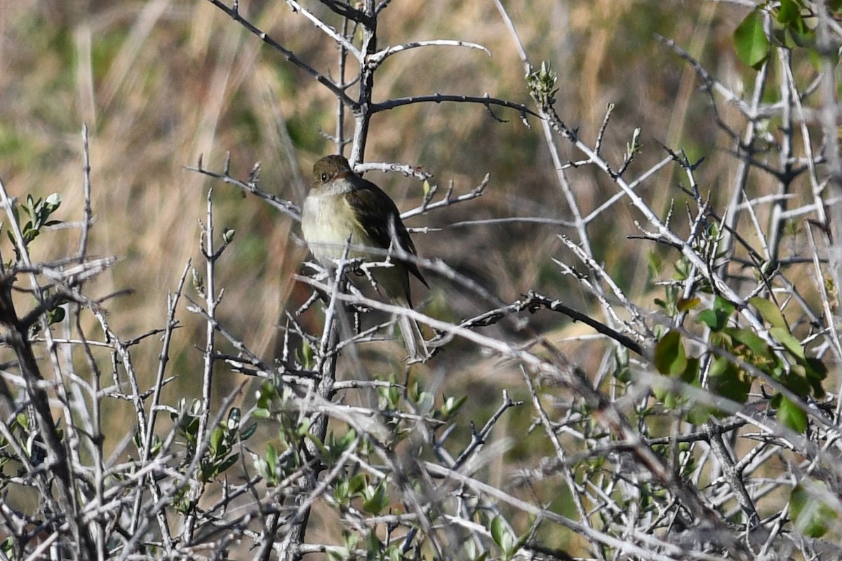 Willow Flycatcher - ML641685976