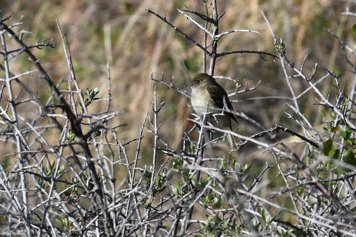 Willow Flycatcher - ML641685977