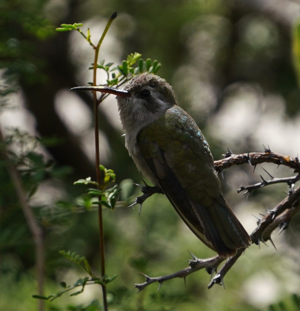 Dusky Hummingbird - ML641686039
