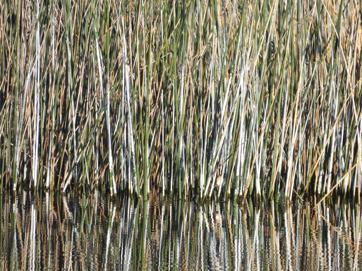 Wren-like Rushbird - ML641686055