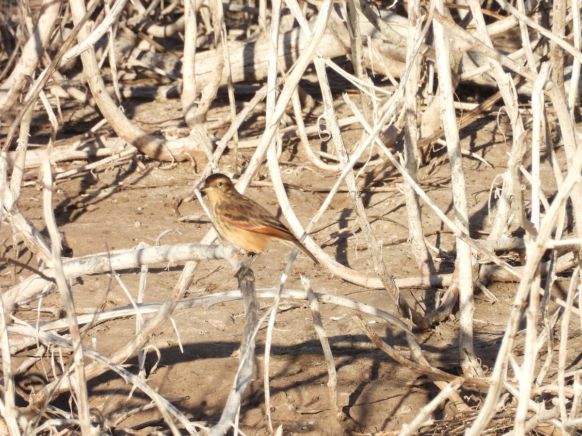 Spectacled Tyrant - ML641686070