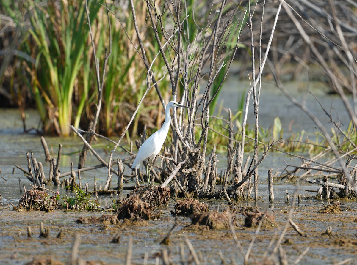 Little Blue Heron - ML641686090