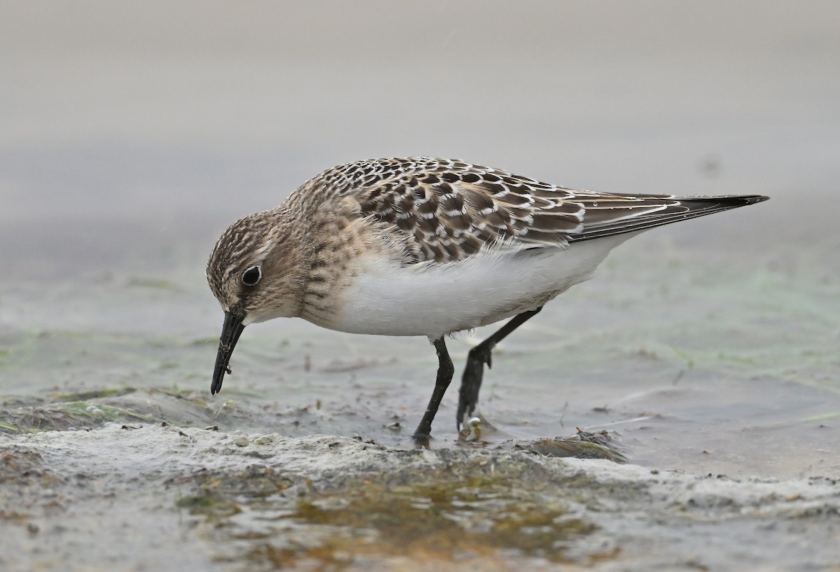 Baird's Sandpiper - ML641686110