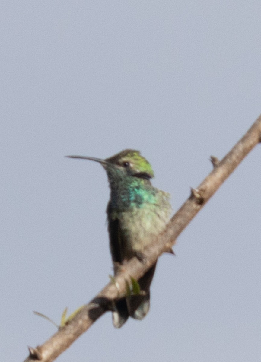 White-vented Violetear - ML641686152