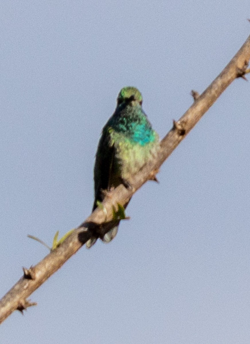 White-vented Violetear - ML641686153