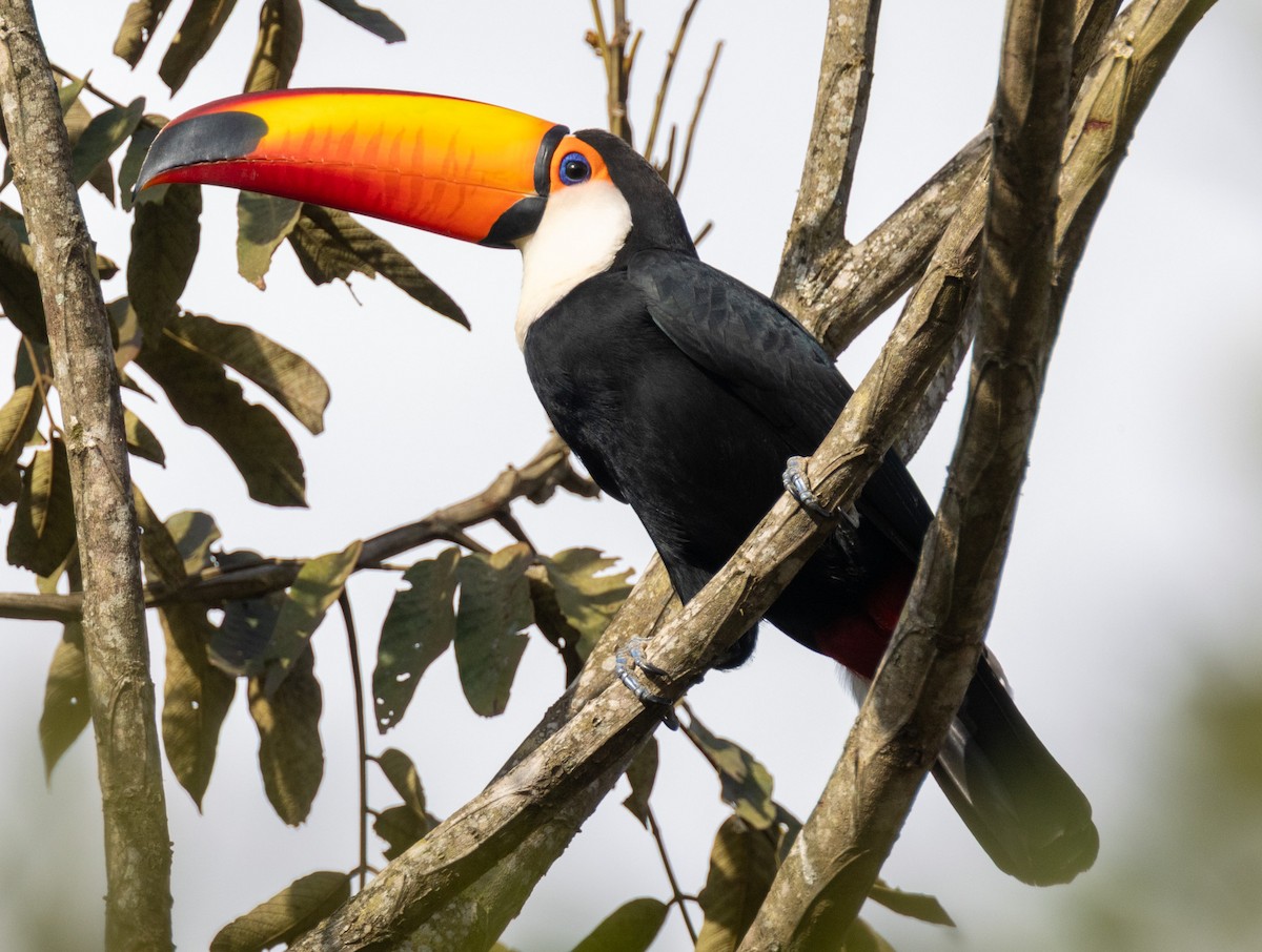 Toco Toucan - ML641686157