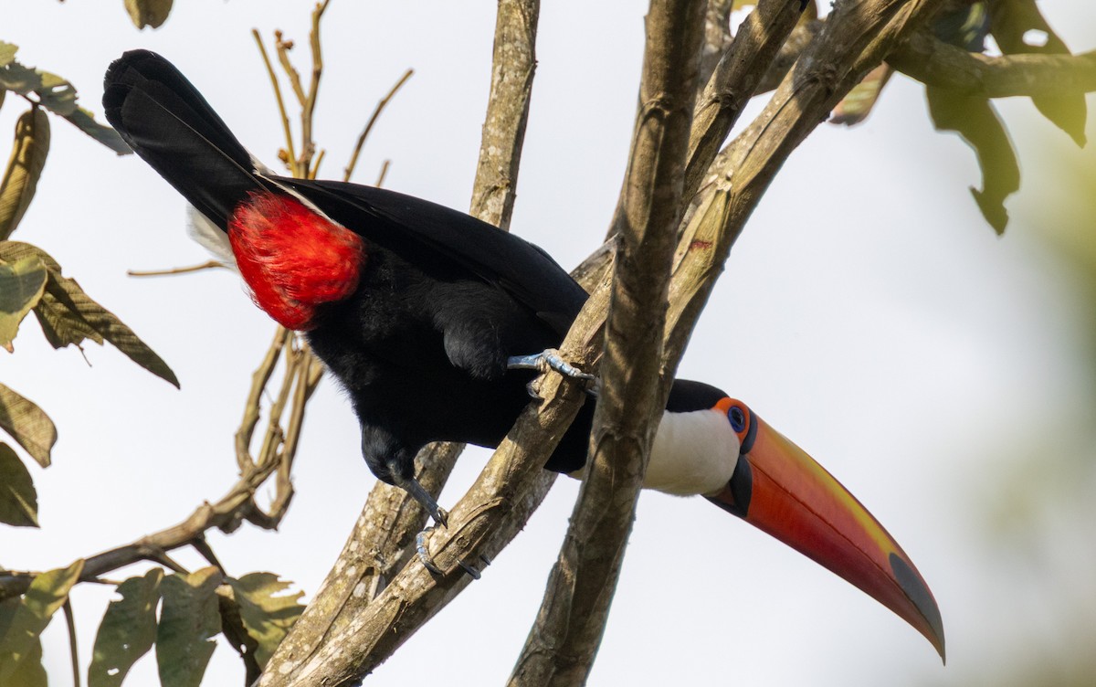 Toco Toucan - ML641686158