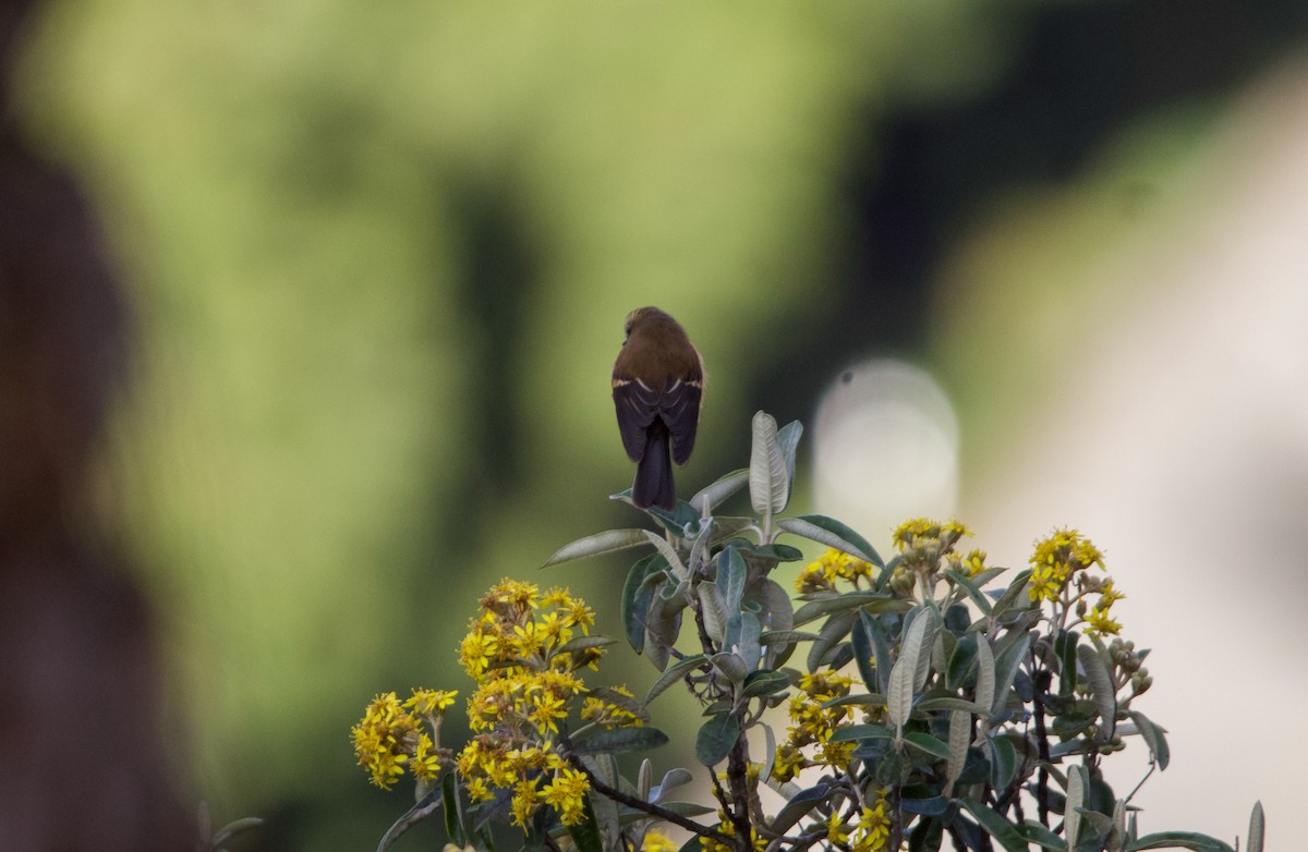 Brown-backed Chat-Tyrant - ML641686159