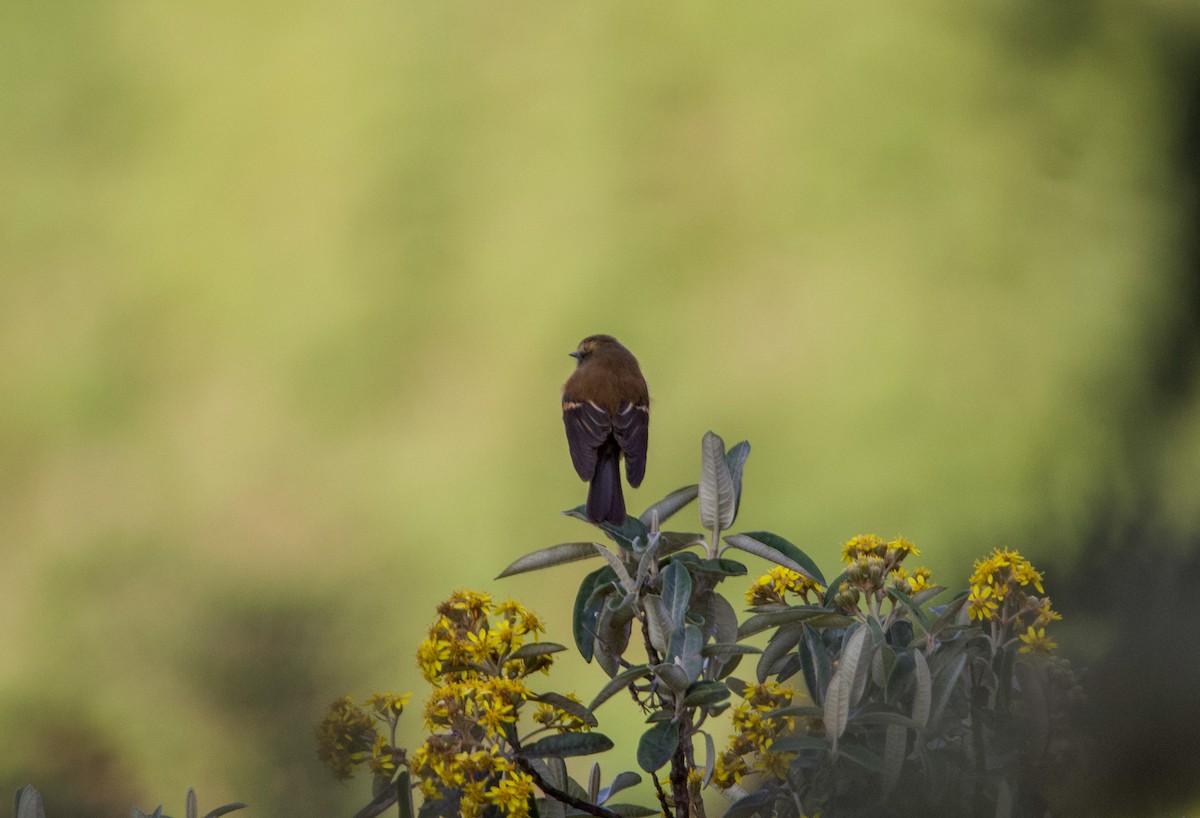Brown-backed Chat-Tyrant - ML641686160