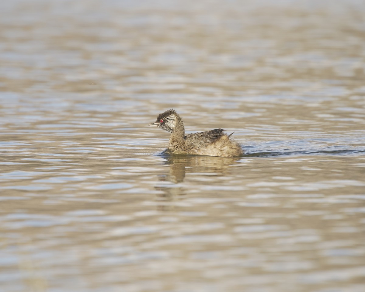 White-tufted Grebe - ML641686233