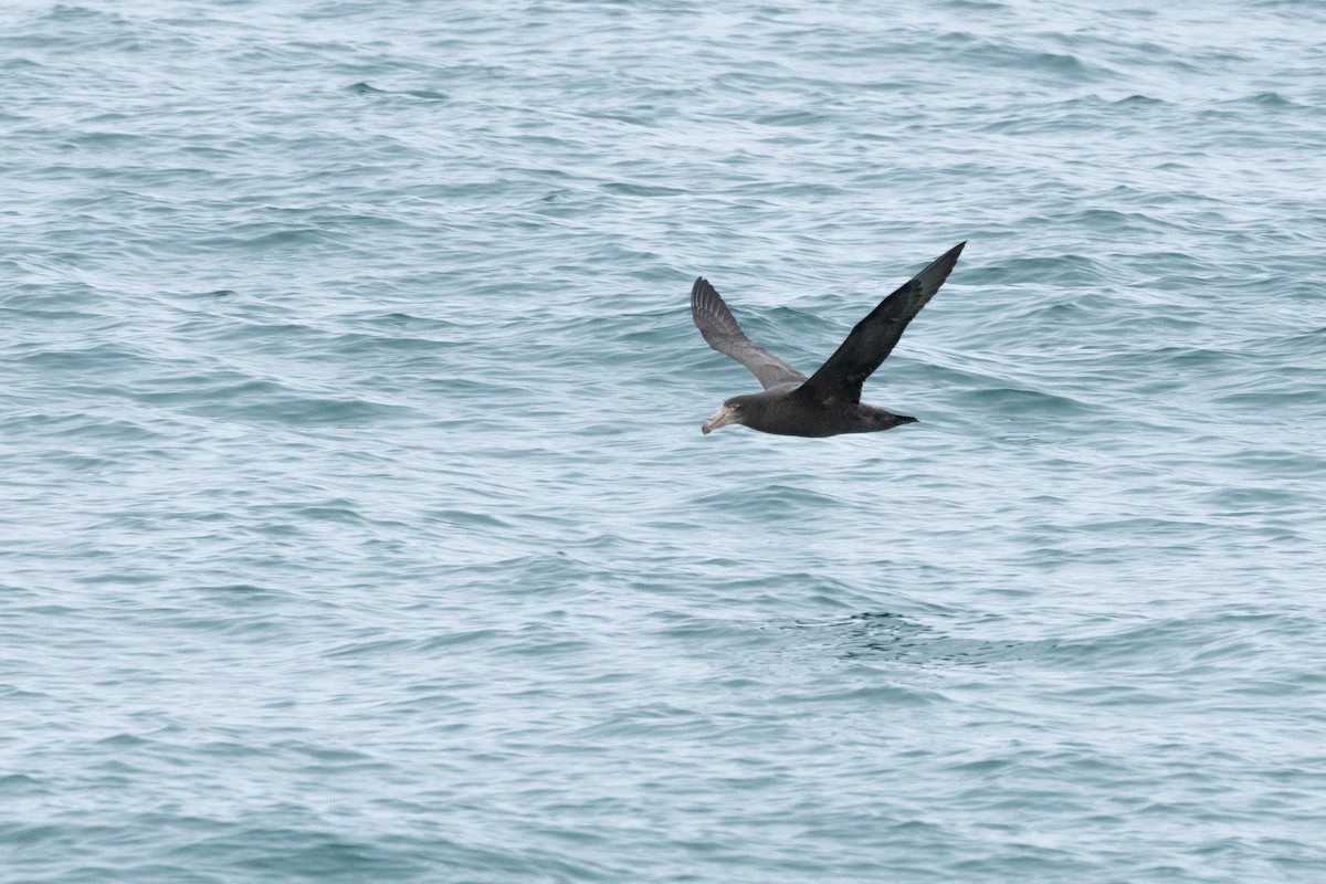 Northern Giant-Petrel - ML641686339