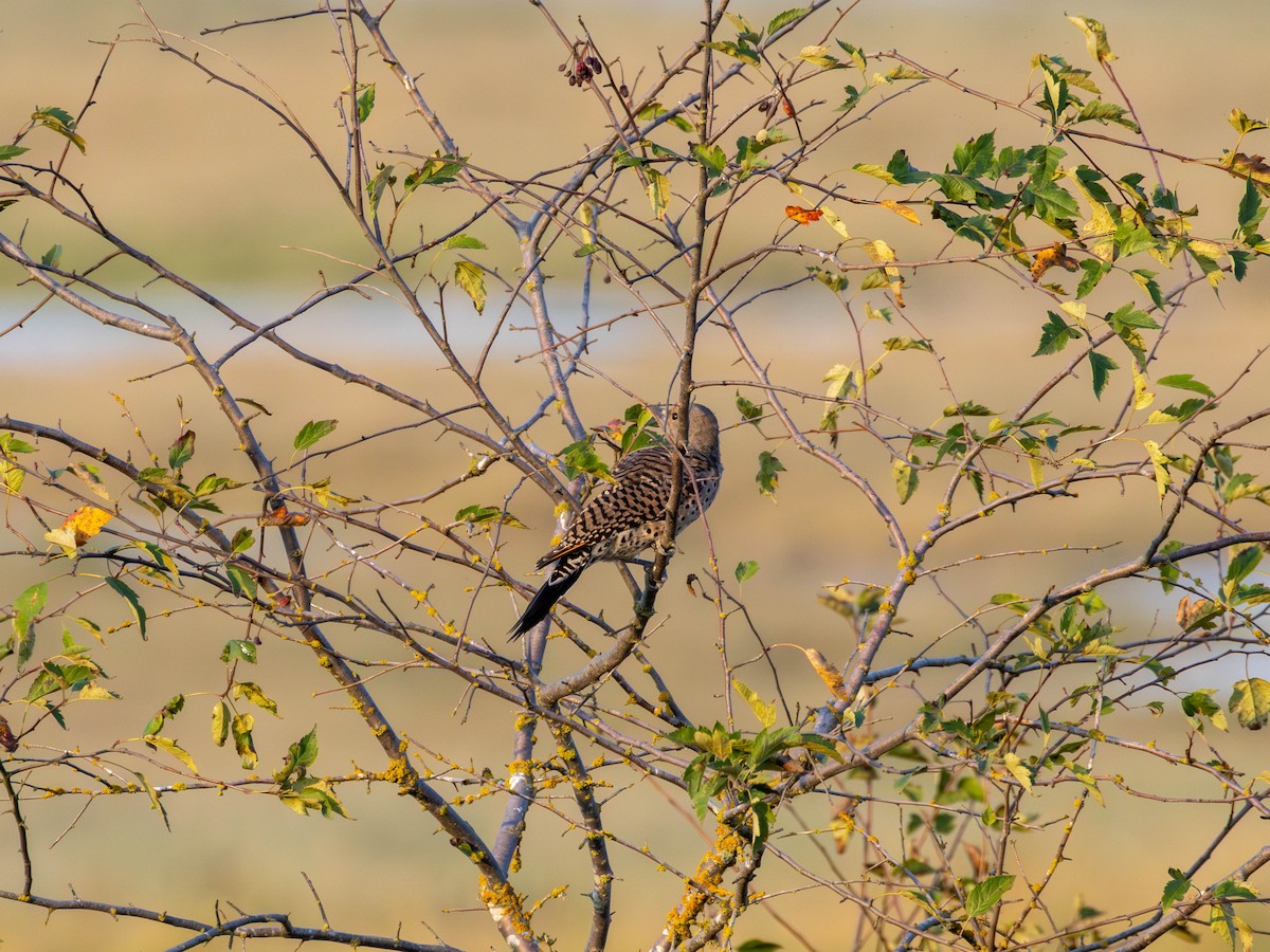Northern Flicker - ML641686383