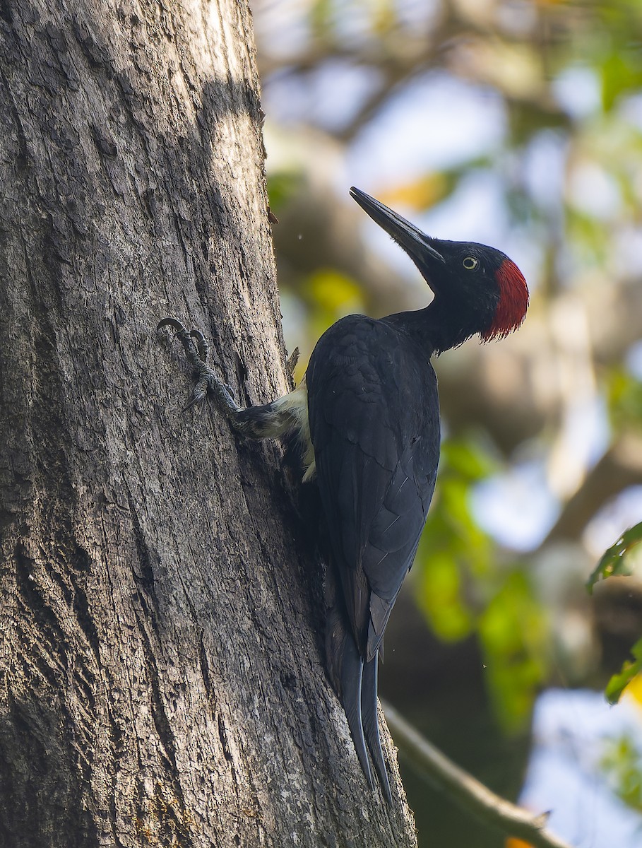 White-bellied Woodpecker - ML641686404