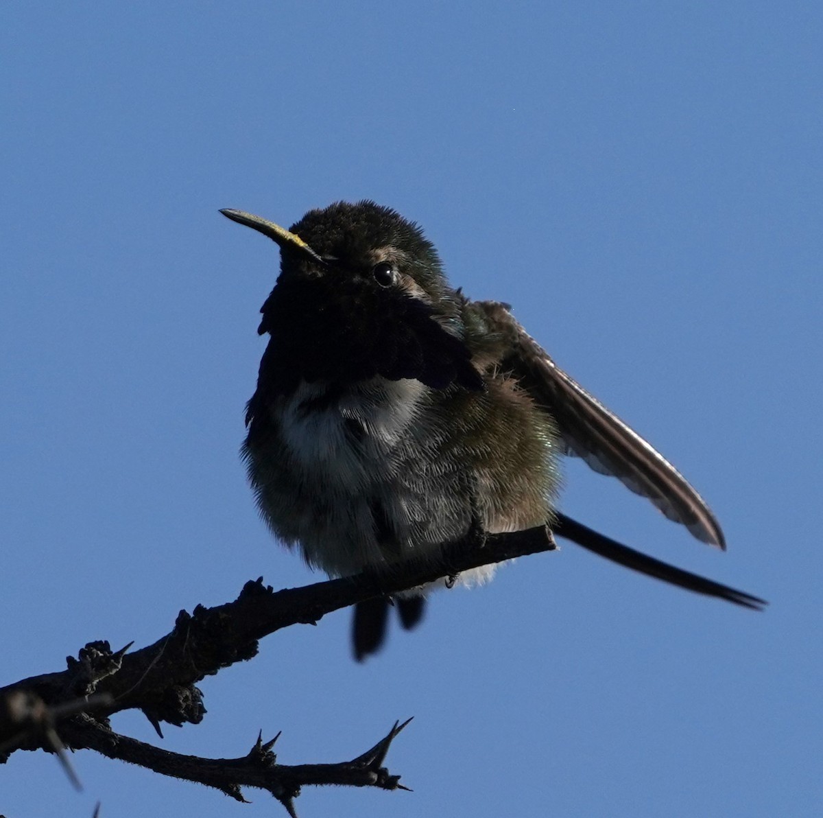 Beautiful Hummingbird - ML641686436