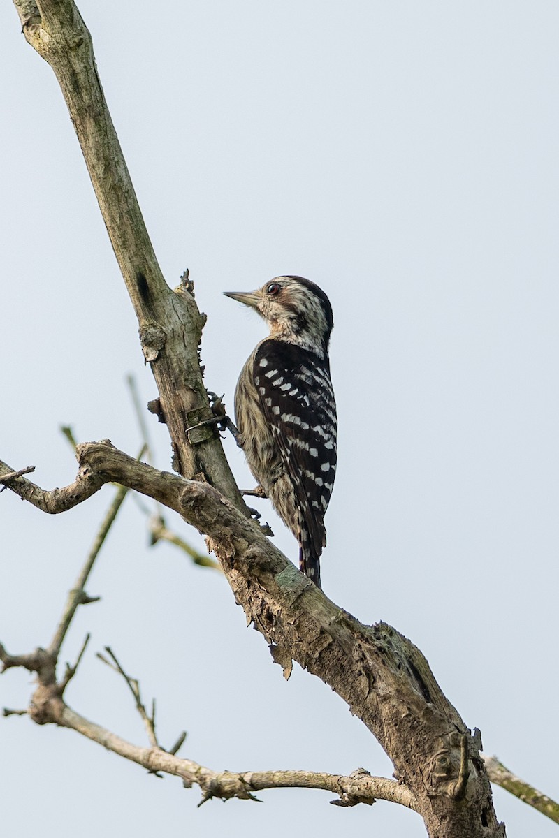 Gray-capped Pygmy Woodpecker - ML641686440