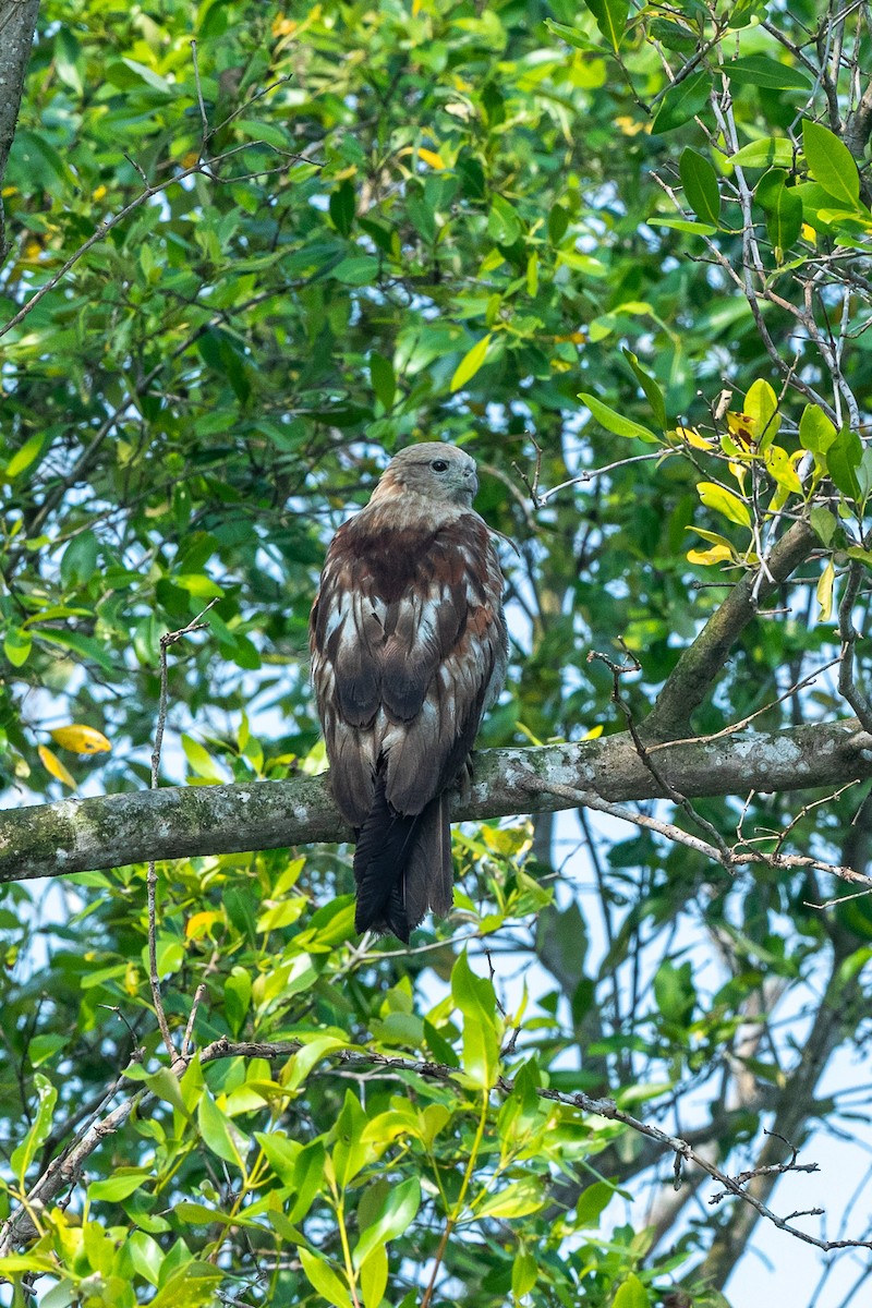 Brahminy Kite - ML641686445
