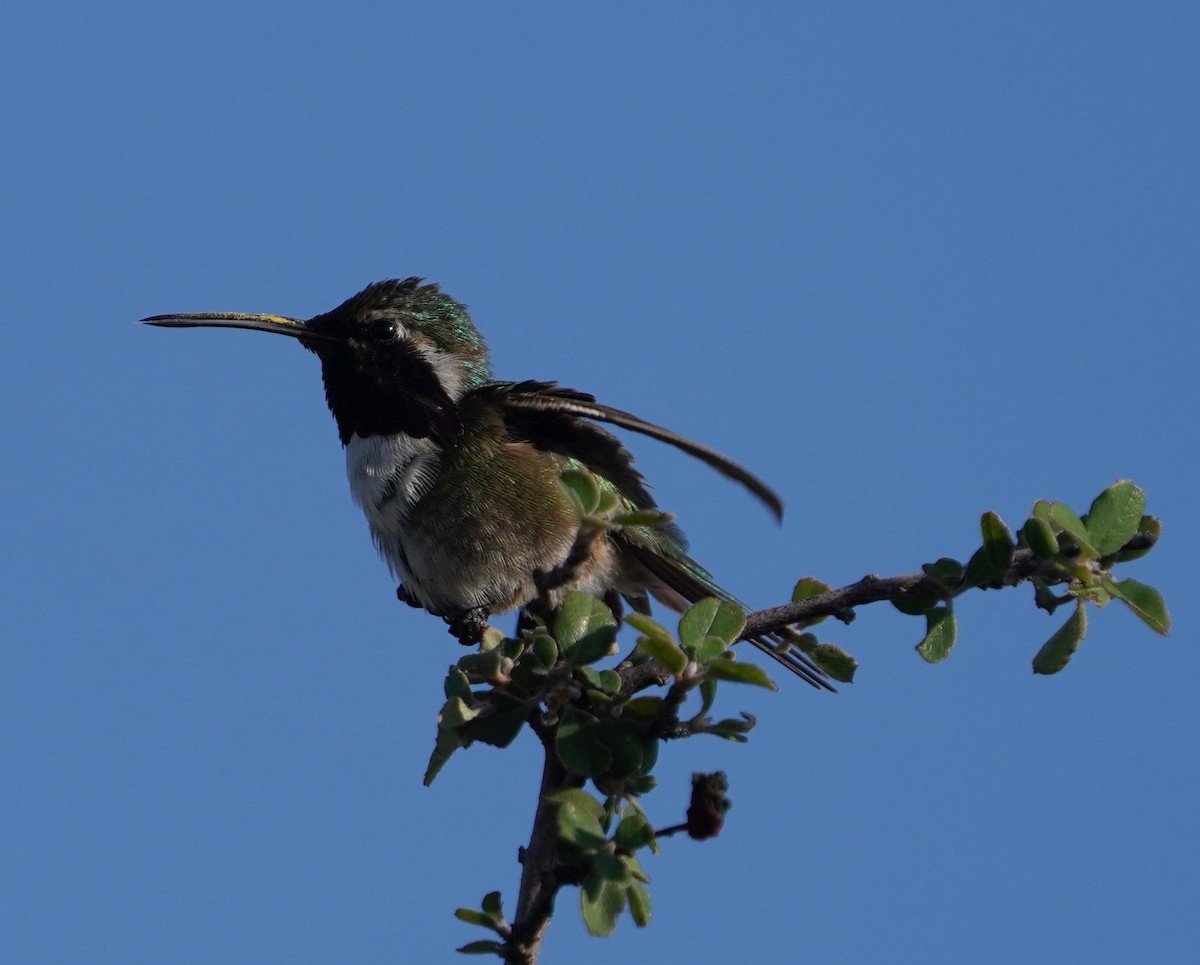 Beautiful Hummingbird - ML641686447