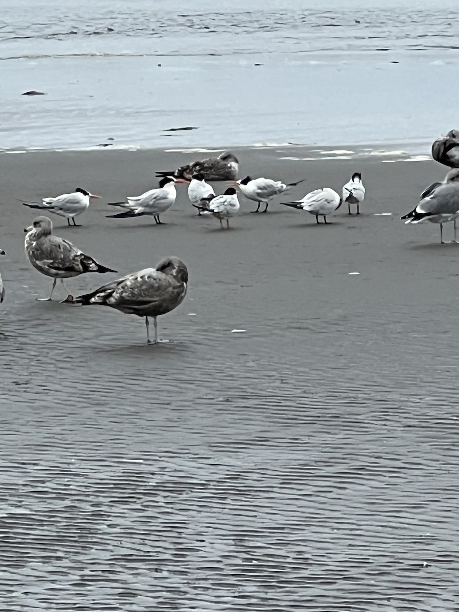 Elegant Tern - ML641686452