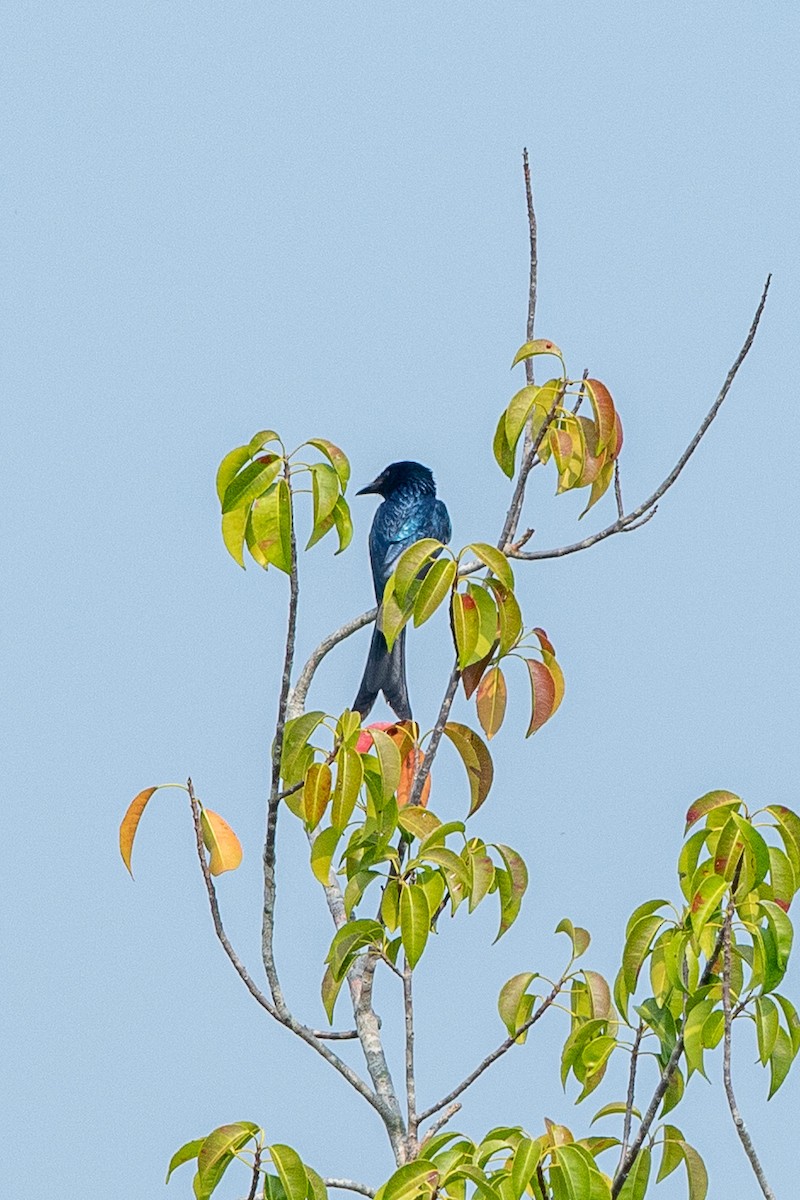 Bronzed Drongo - ML641686454