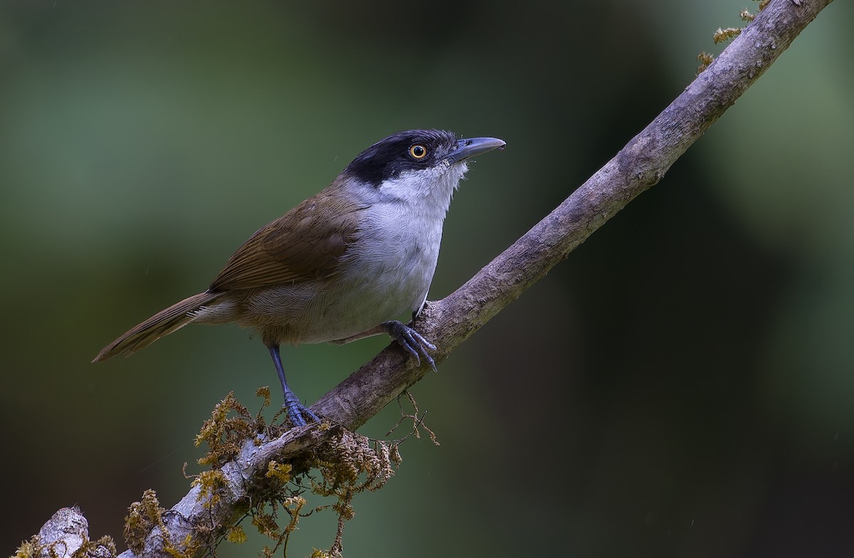 Dark-fronted Babbler - ML641686455