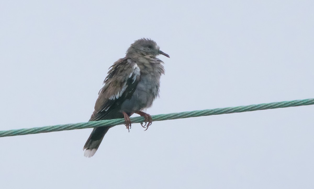 White-winged Dove - ML641686460