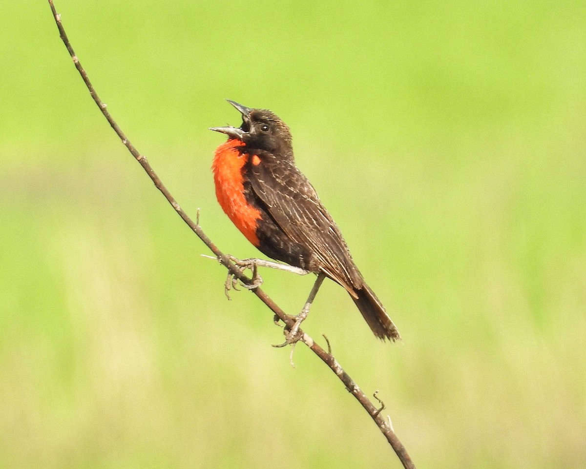 Red-breasted Meadowlark - ML641686555