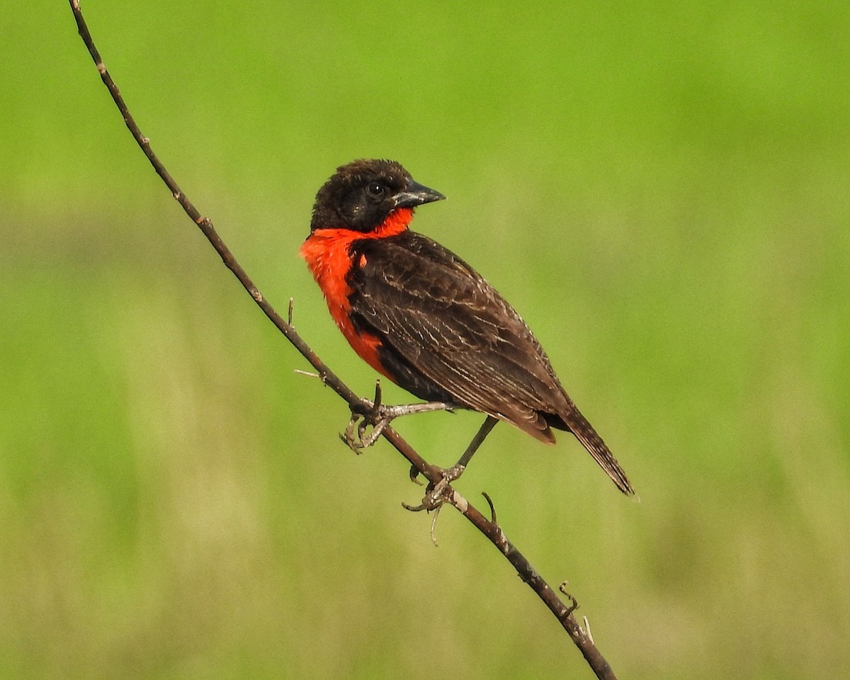 Red-breasted Meadowlark - ML641686556