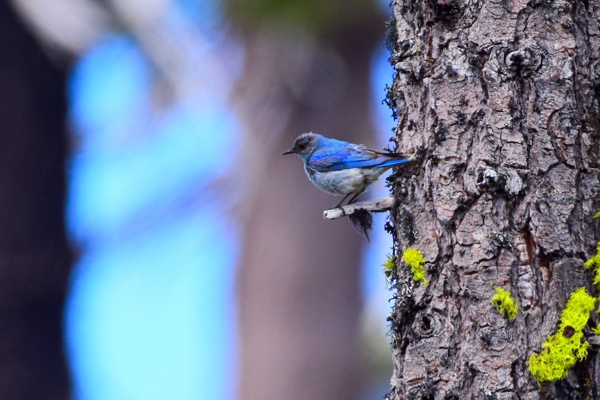 Mountain Bluebird - ML641686569