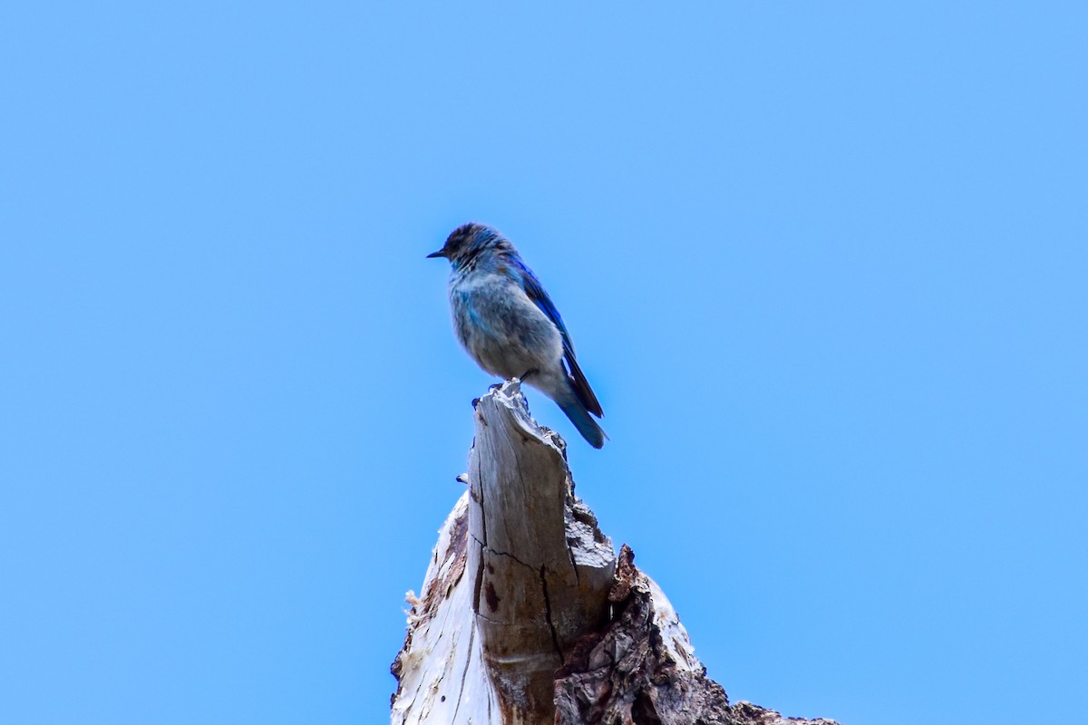 Mountain Bluebird - ML641686570