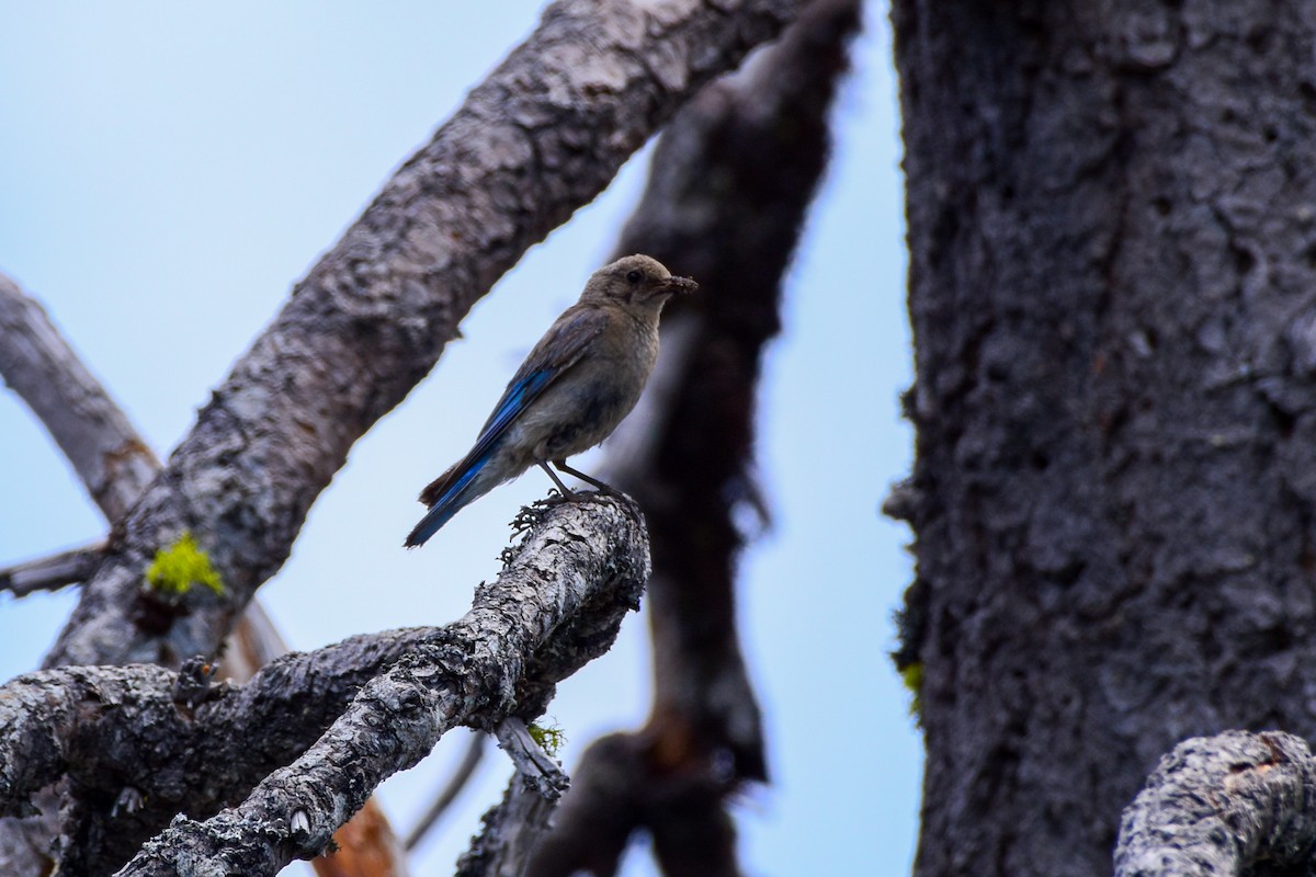 Mountain Bluebird - ML641686571
