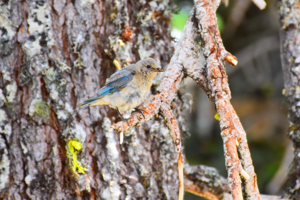 Mountain Bluebird - ML641686572