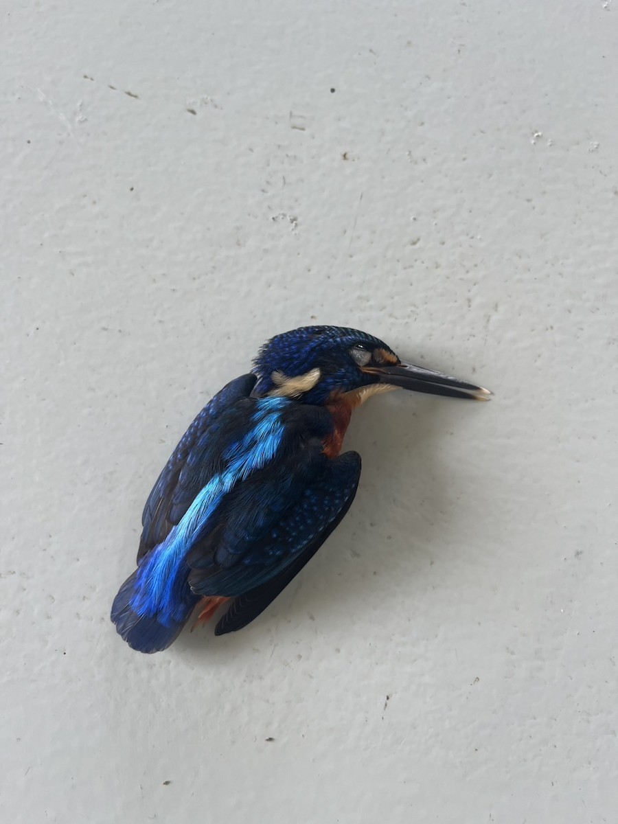Blue-eared Kingfisher - ML641686584