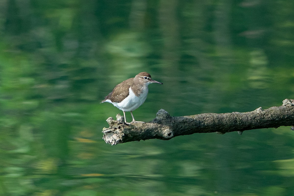 strandsnipe - ML641686592