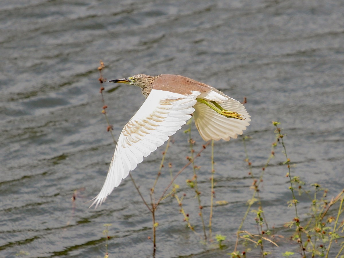 Chinese Pond-Heron - ML641686613
