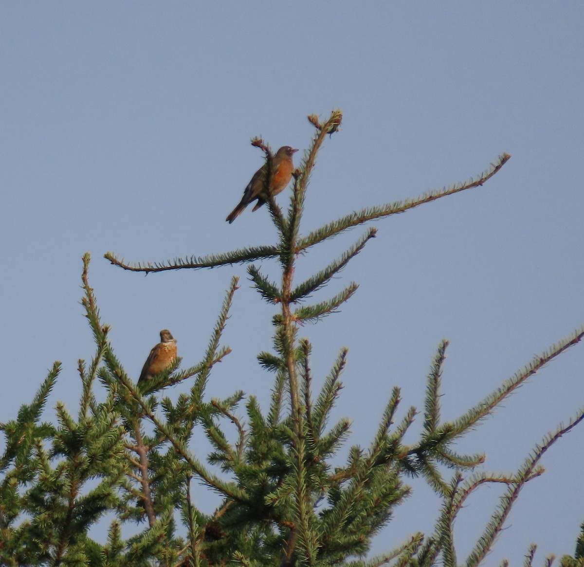 American Robin - ML641686638
