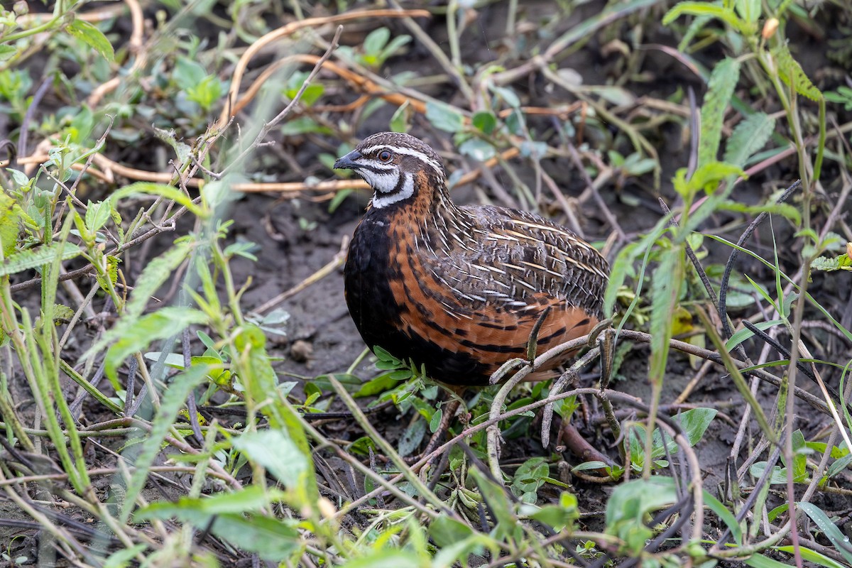 Harlequin Quail - ML641686691