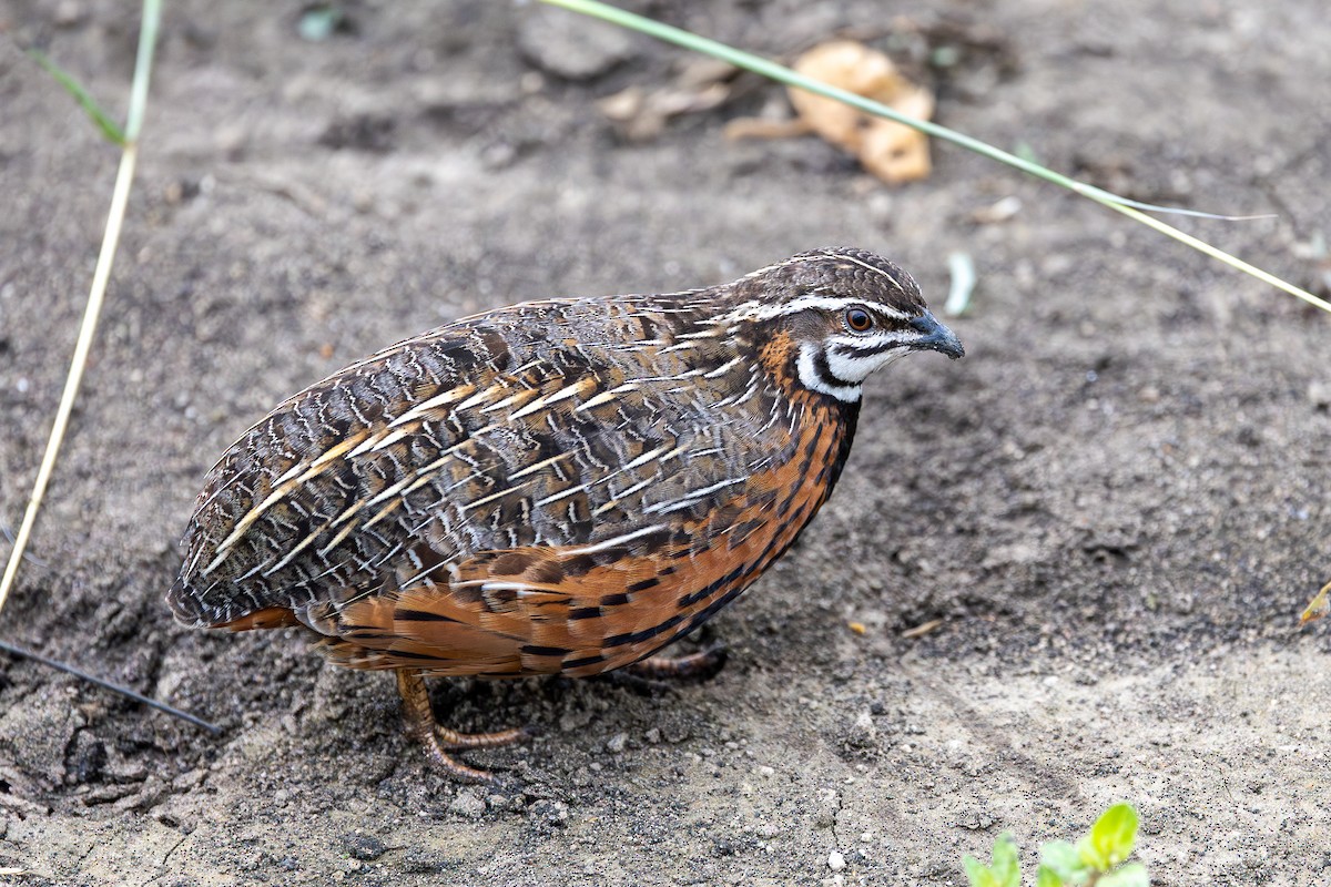 Harlequin Quail - ML641686692