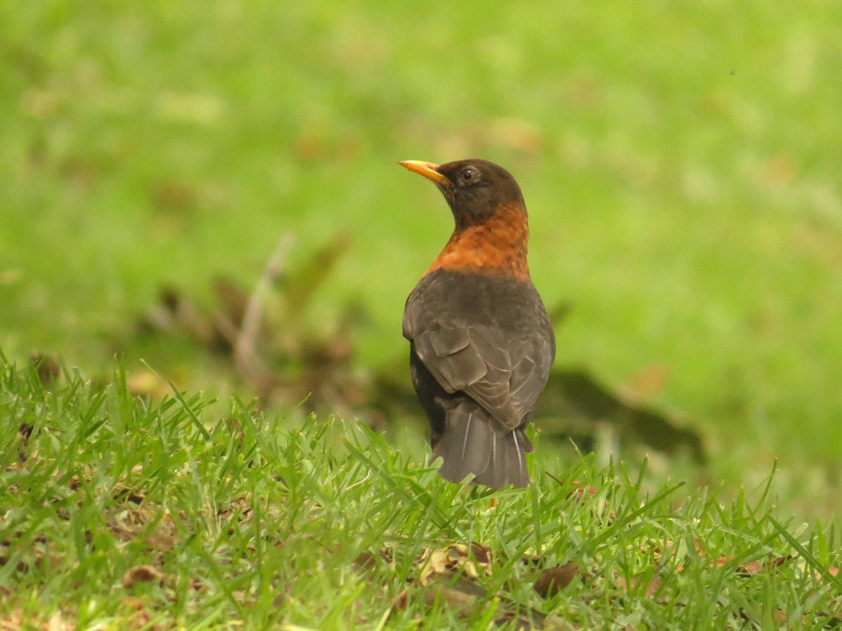 Rufous-collared Robin - ML641686709