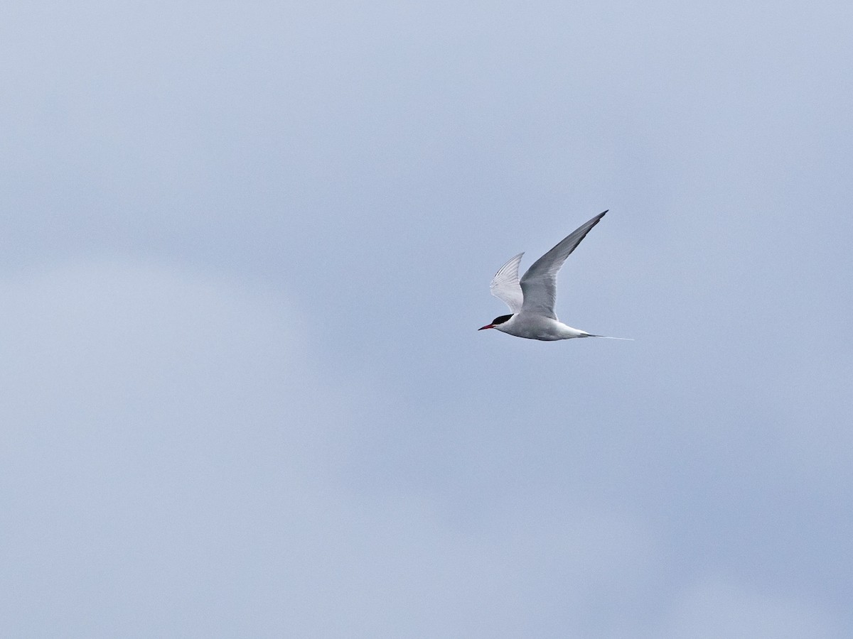 Arctic Tern - Niall D Perrins