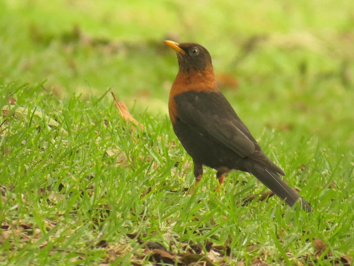 Rufous-collared Robin - ML641686710