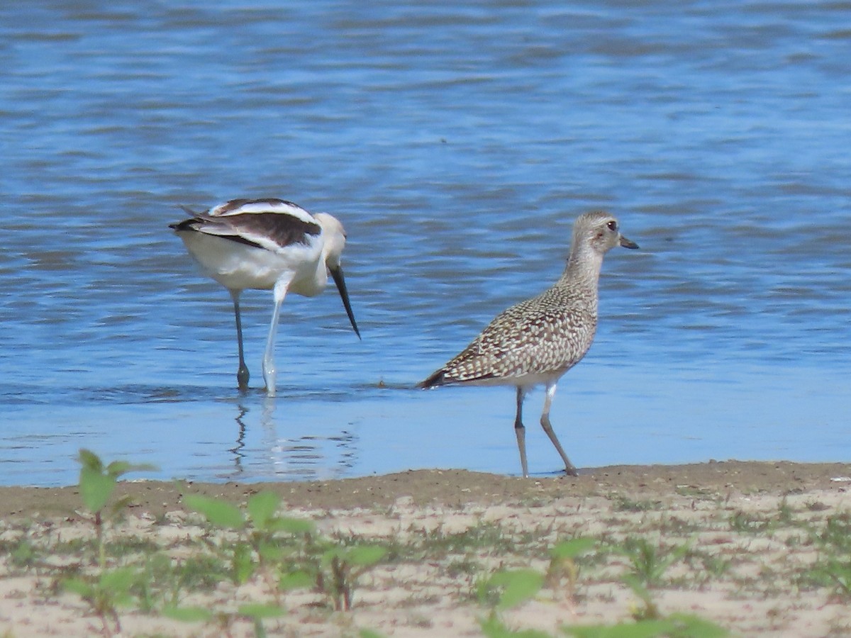 American Avocet - ML641686756