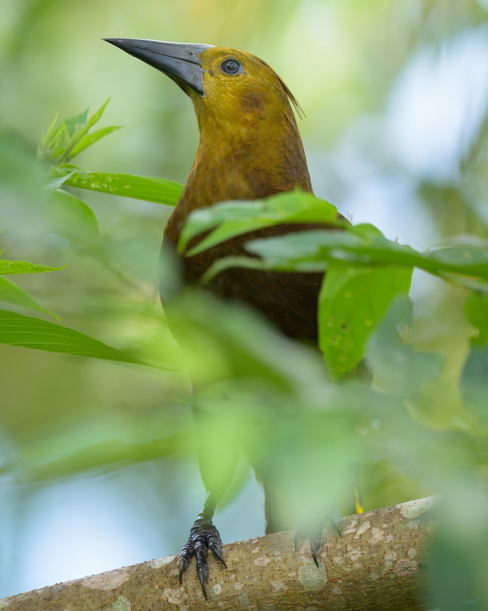 Russet-backed Oropendola - ML641686770