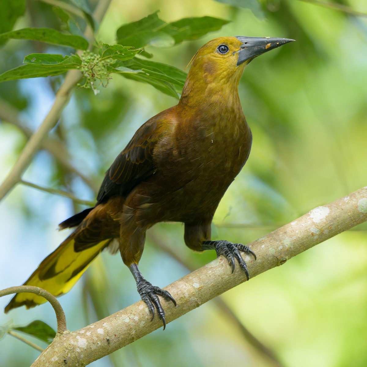 Russet-backed Oropendola - ML641686771