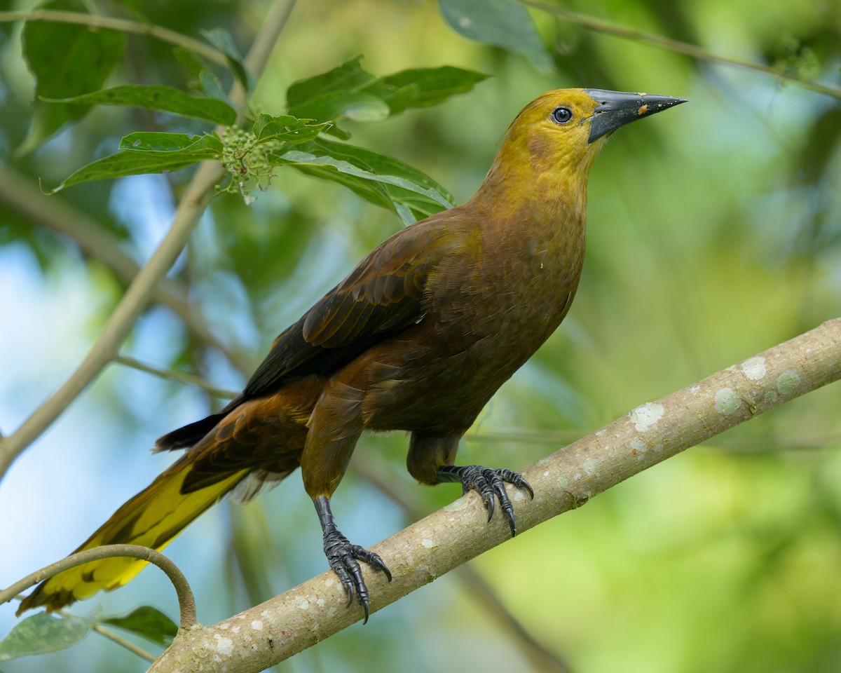 Russet-backed Oropendola - ML641686772