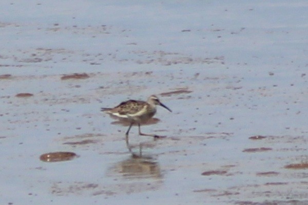 Stilt Sandpiper - ML641686795