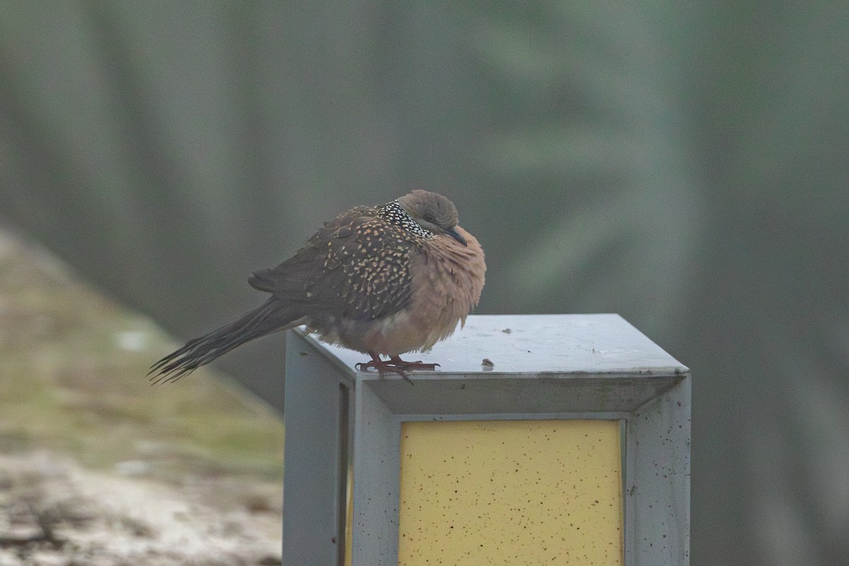 Spotted Dove - ML641686817